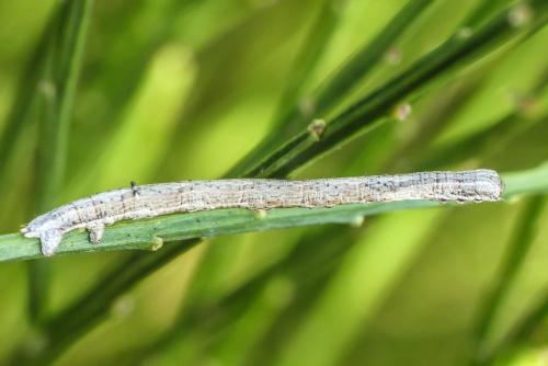 Réf. 194 720 : Perconia strigillaria